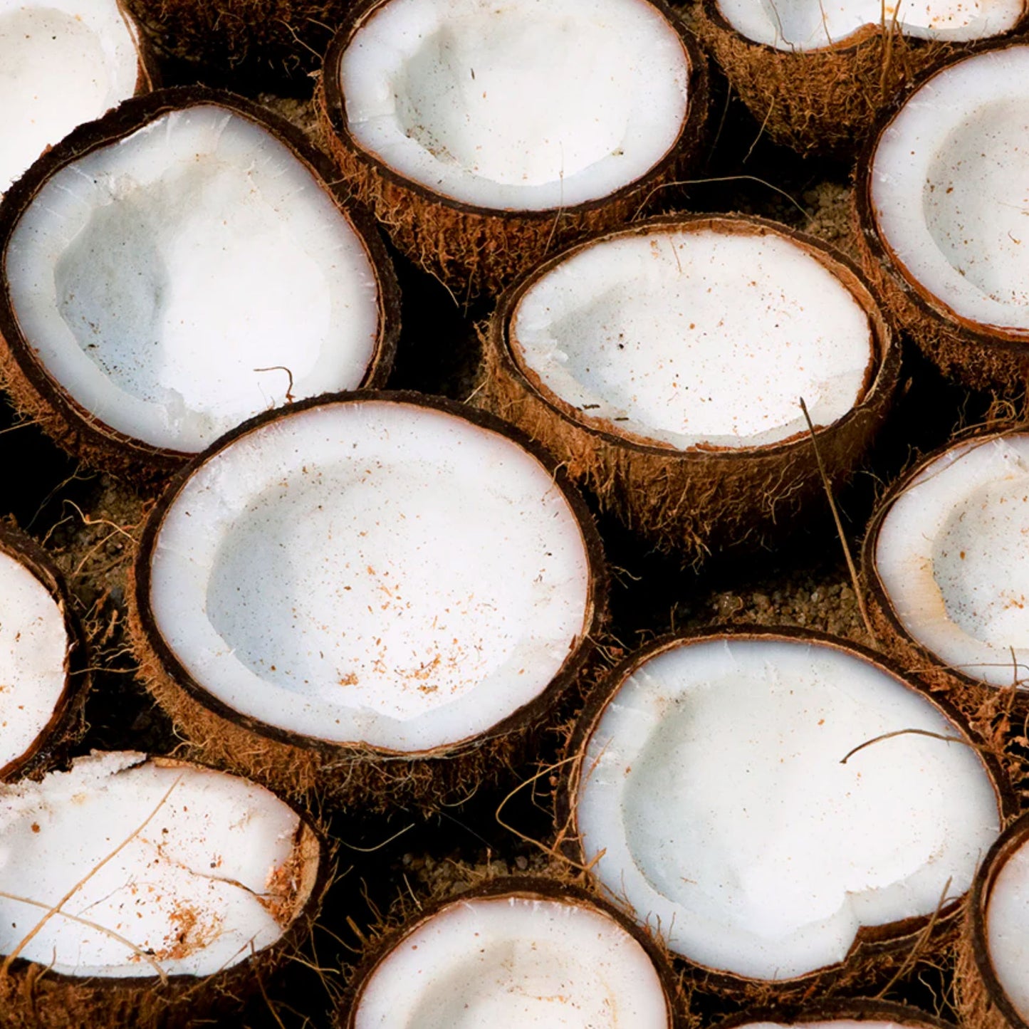Coconut Cream 🥥🥥 Lip Butter Balm