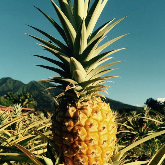 Pineapple┃Perfume Body Oil