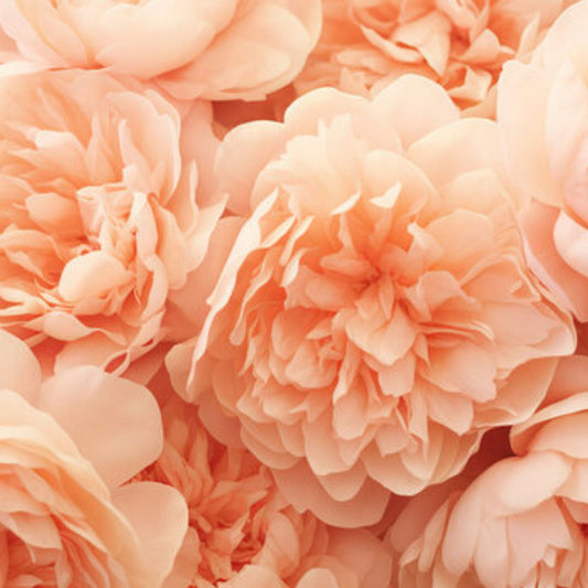 Wild Petals┃ Perfume Oil