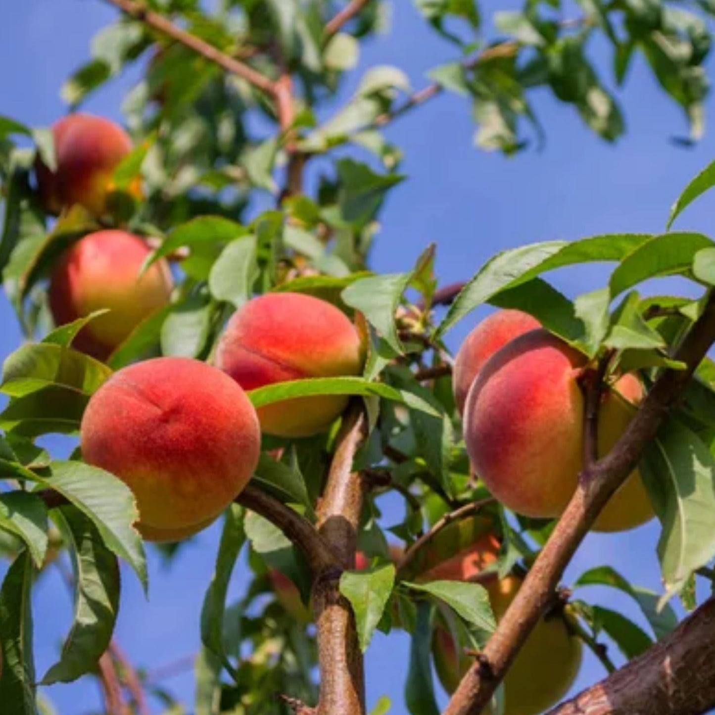 Georgia Peaches┃ Perfume Body Oil